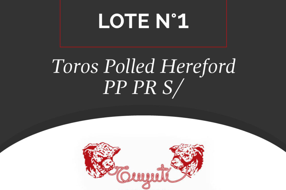 LOTE N° 01 – TOROS POLLED HEREFORD