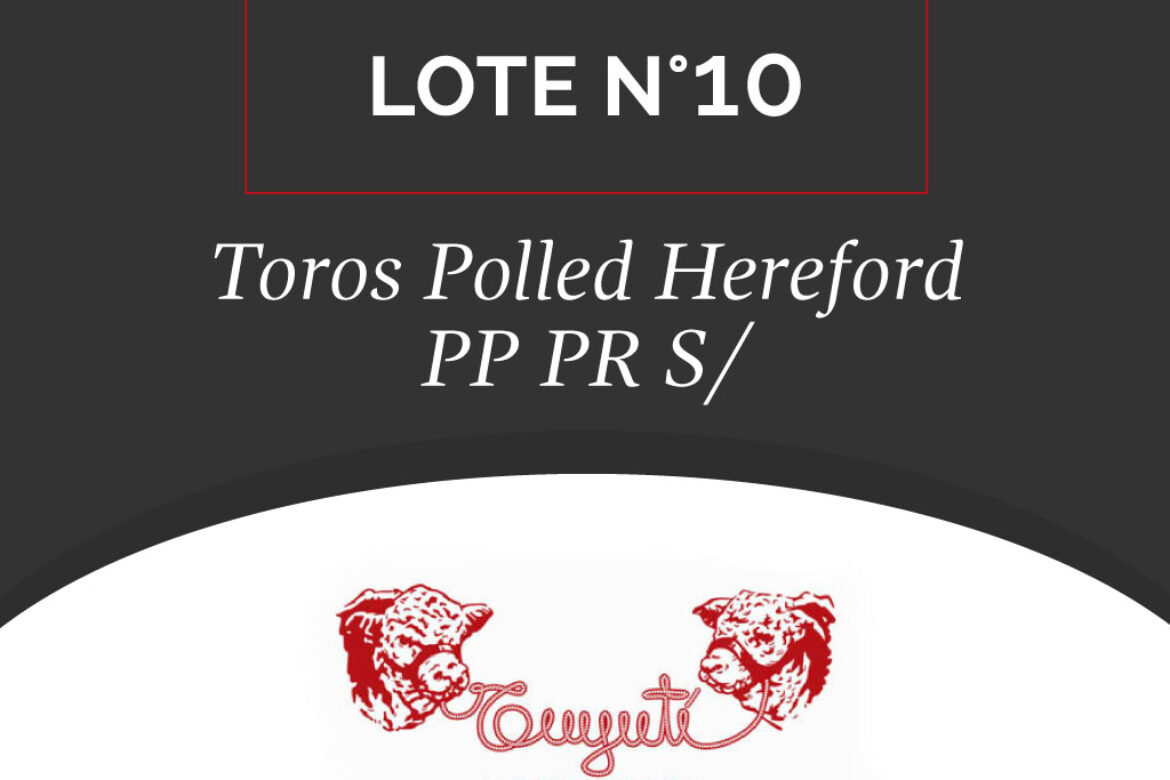 LOTE N° 10 – TOROS POLLED HEREFORD PP