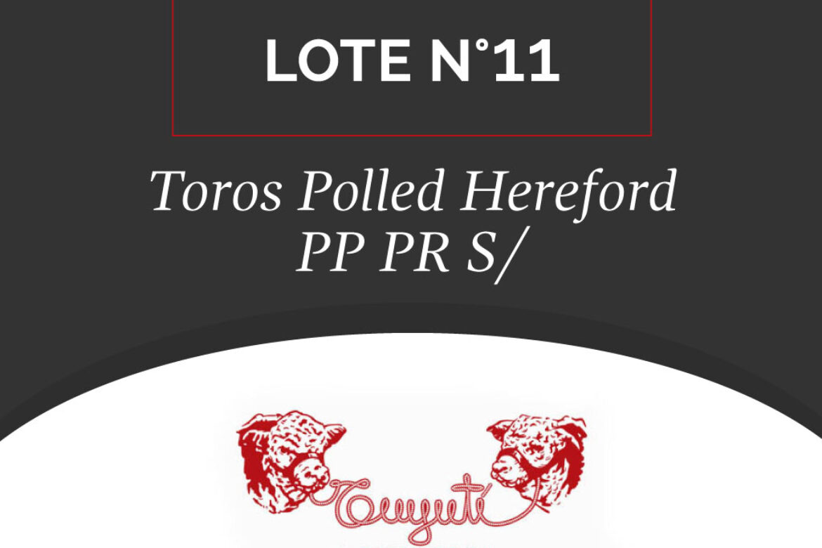 LOTE N° 11 – TOROS POLLED HEREFORD PP