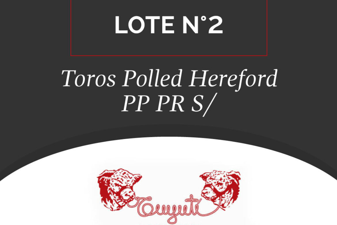 LOTE N° 02 – TOROS POLLED HEREFORD