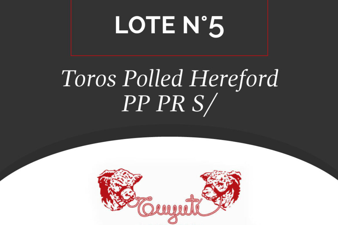 LOTE N° 05 – TOROS POLLED HEREFORD