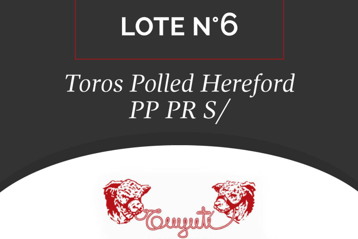 LOTE N° 06 – TOROS POLLED HEREFORD