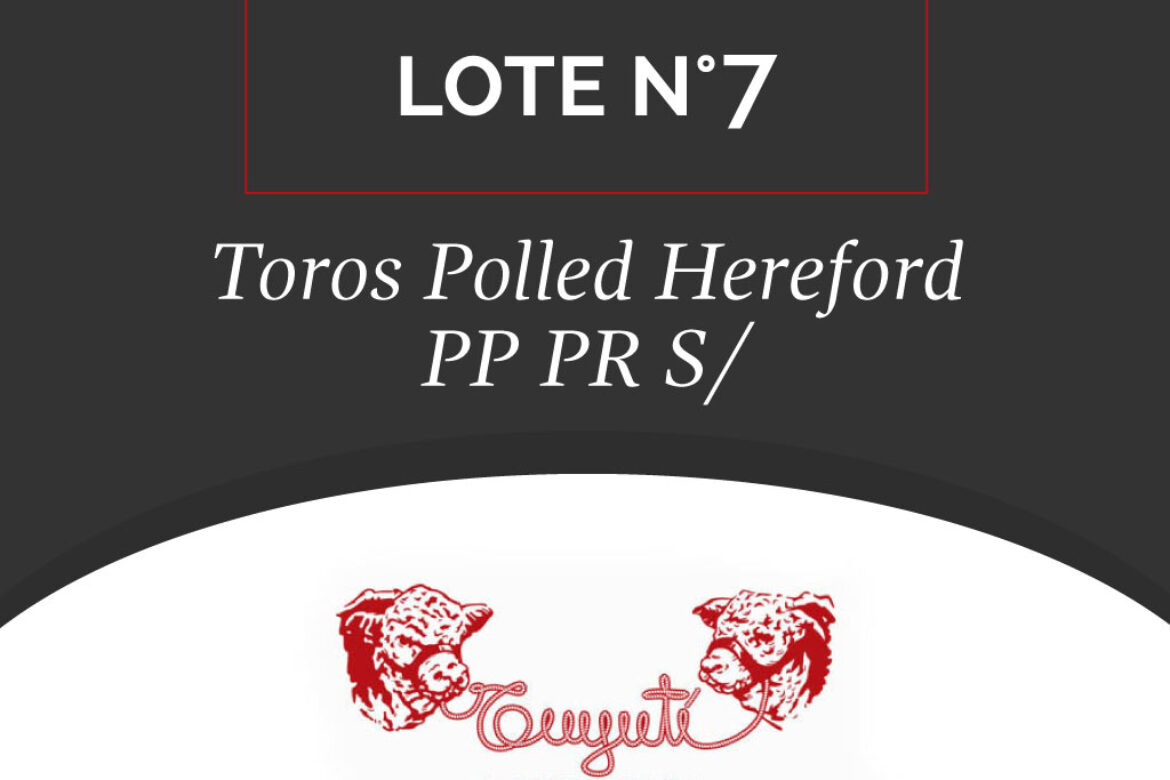 LOTE N° 07 – TOROS POLLED HEREFORD PP